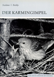 Der Karmingimpel