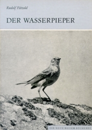 Der Wasserpieper