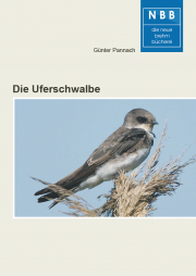 Die Uferschwalbe