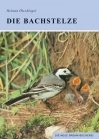 Die Bachstelze