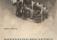 Der Bienenfeind Philanthus
