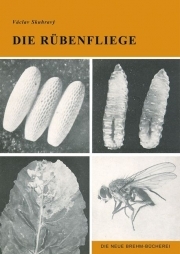 Die Rübenfliege