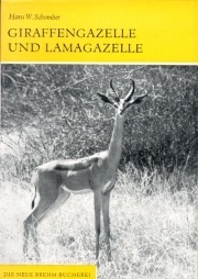 Giraffengazelle und Lamagazelle