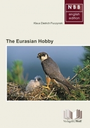 The Eurasian Hobby