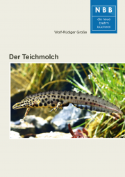Der Teichmolch