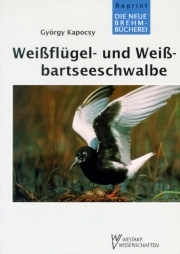 Weißflügel- und Weißbartseeschwalbe