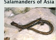 The Clawed Salamanders of Asia