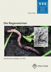 Die Regenwürmer