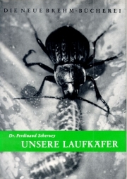 Unsere Laufkäfer