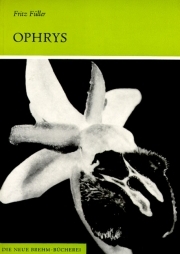 Ophrys - Ragwurzarten Mitteleuropas