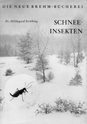 Schneeinsekten