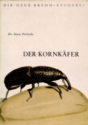 Der Kornkäfer