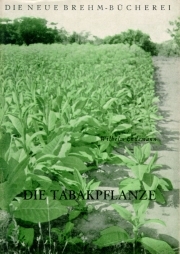 Die Tabakpflanze