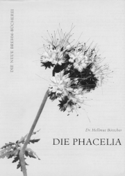 Die Phacelia als Bienenweide und landwirtschaftliche Futterpflanze