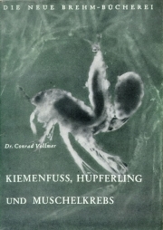 Kiemenfuß, Hüpferling und Muschelkrebs