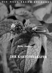 Der Kartoffelkäfer