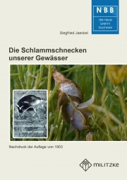 Die Schlammschnecken unserer Gewässer