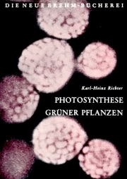 Photosynthese grüner Pflanzen