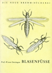 Blasenfüße