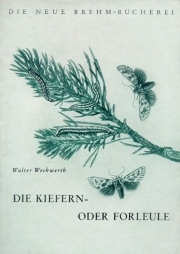 Die Kiefern- oder Forleule