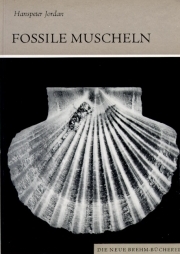 Fossile Muscheln