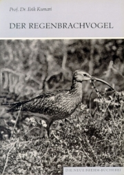 Der Regenbrachvogel