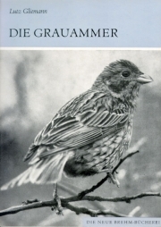 Die Grauammer