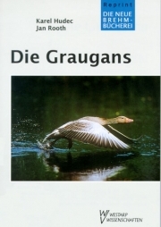 Die Graugans