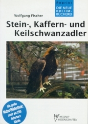 Steinadler, Kaffernadler und Keilschwanzadler