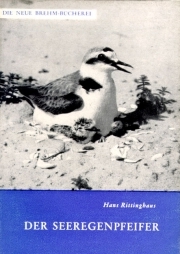 Der Seeregenpfeifer